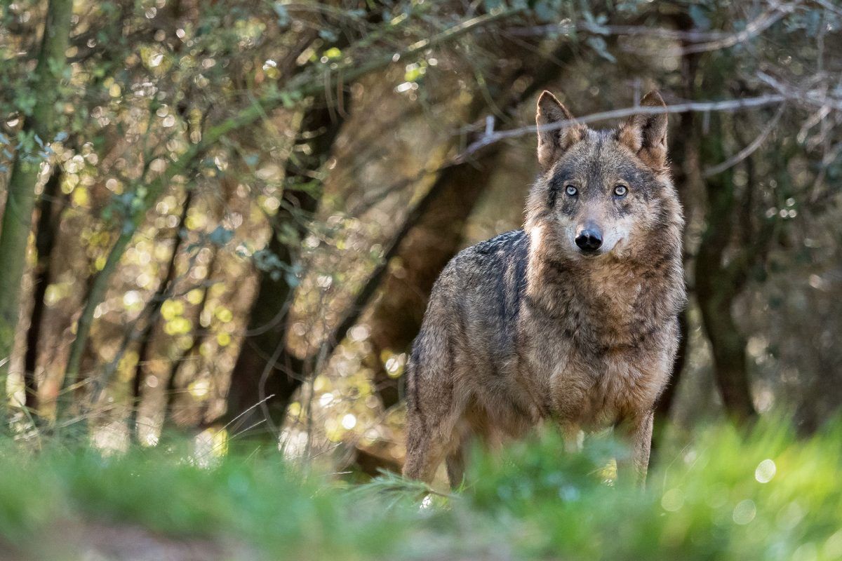 El lobo, nueva especie protegida: cómo afecta la nueva ley al sector ganadero