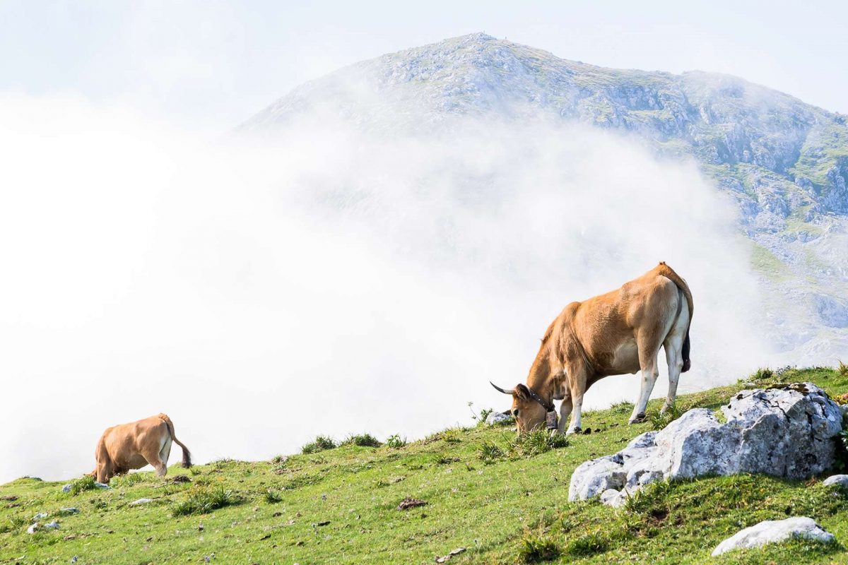 Alternativas para reducir las emisiones del metano producido por el ganado