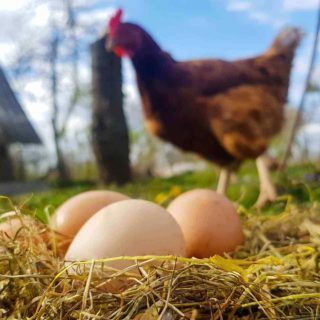 Del pollo de corral a los huevos camperos: guía para conocer los certificados ecológicos de los productos animales