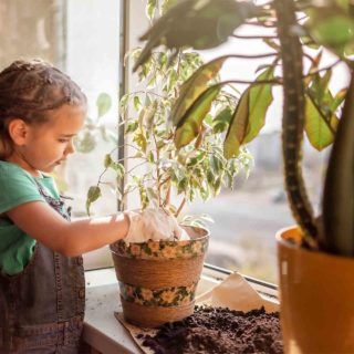 Cultiva tus propios alimentos: consejos para hacer un invernadero casero