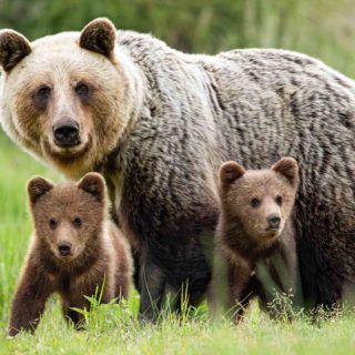 El hábitat del oso pardo y su importancia para su conservación