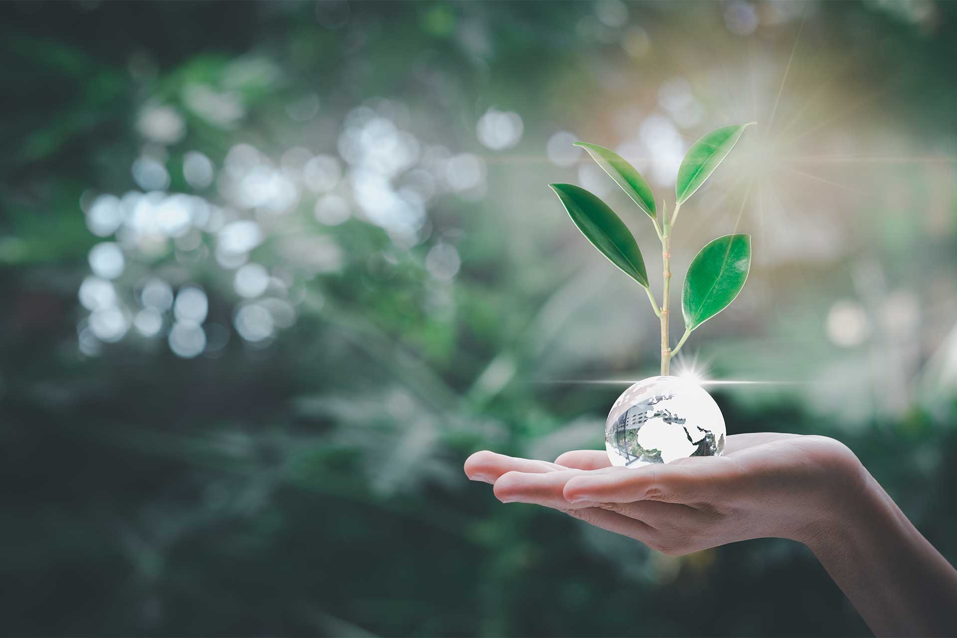 Día Mundial De La Educación Ambiental